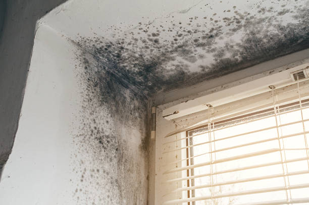 Affordable Mold Cleanup solutions in Blue Bell, PA
