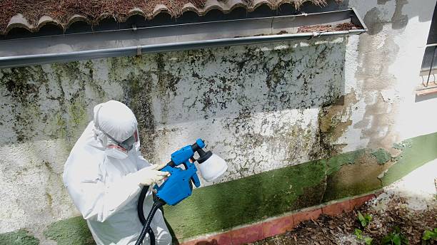Top rated local Mold Cleanup specialists in Blue Bell, PA